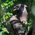 Speckled Mousebird portfolio