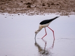 Black-winged Stilt