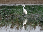 Little Egret