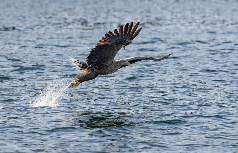 White Tailed Eagle - Isle of Mull - Scotland