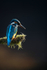KINGFISHER no 2
