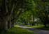 Beech Avenue Badbury Rings