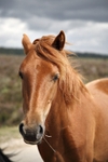 <center>Dobbin</center>