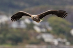 White-tailed Sea-Eagle approaches calling, Norway