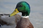 Mallard