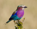 Lilac-breasted Roller perched on top of a bush