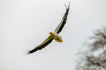 egyptian vulture Neophron percnopterus-8943