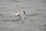 Arctic Tern