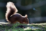 Red Squirrel 5