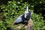 Operatic Heron!