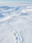 TRACKS AND SNOW - NORFOLK COUNTY