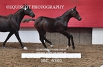 JAC_6301