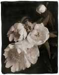 Peonies