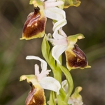 Tyrhennian Ophrys (Ophrys tyrrhena)