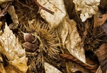 Autumn Forest Floor