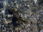 Camouflage Taupo Trout.