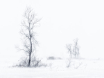 SNOW SQUALL #2 - LONG POINT MARSH