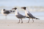 Laughing Gull portfolio