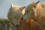 White Wolves - Nuna and Toba (Woodside Wildlife Park)