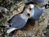 Kittiwakes