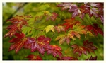 Acer pseudosieboldianum 2