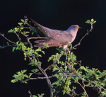 Cuckoo