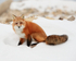 Red Fox at recycling depot, Churchill, Canada
