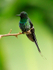 Green Thorntail (male) perched on a branch at La Paz Waterfall Gardens