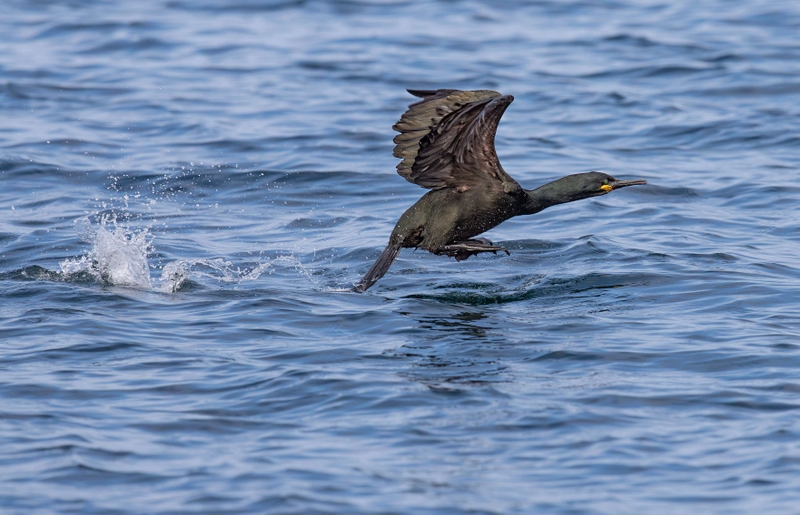 European Shag - Isle of Skye - Scotland