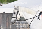 BPP_2565