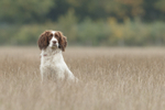 Best of Gun Dogs portfolio