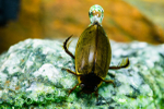 Diving beetle