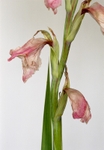 Gladiolus Pink