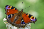 Butterfly at Birr Gardens in Ireland