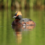 Slavonian Grebe, Lake Myvatn, Iceland