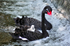 DW37 - Cygnet family enjoying the weir at Dawlish