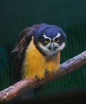 Spectacled Owl