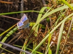 Silver-studded Blue