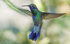 Sparkling Violetear