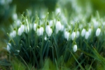Sleepy Snowdrops