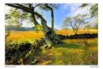 loch awe,woodland