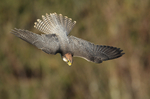 Lanner Falcon