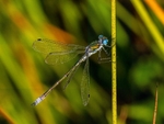 Emerald Damselfly