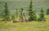 A bull caribou.