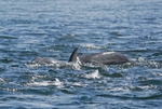 Bottlenose Dolphin
