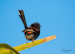 Red Wren Male 15