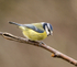 Blue Tit