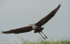 Goliath heron.