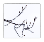 COTTONWOOD IN ICE - NORFOLK COUNTY
