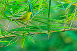 Yellow Warbler portfolio